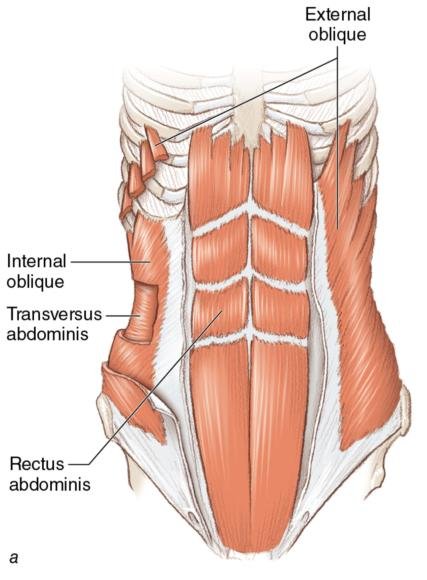 Core Strength Front Muscles